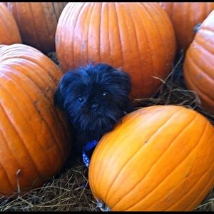 Meet your Posher, Dee